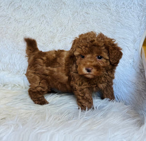 Max Male Mini Poodle