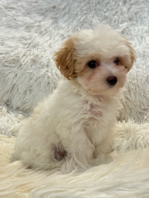 Summer Female Tiny Toy Maltipoo