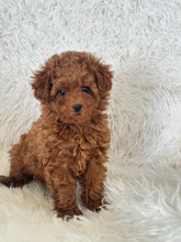 Load image into Gallery viewer, Yumi Female Teacup Poodle