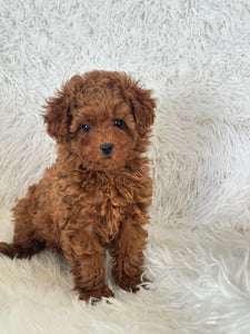 Yumi Female Teacup Poodle