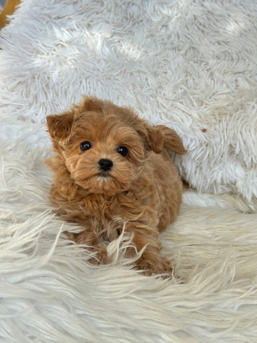 Charlotte Female Toy Maltipoo