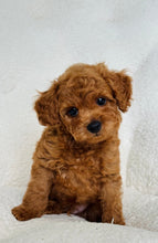 Cargar imagen en el visor de la galería, Christian Male Toy/Mini Poodle
