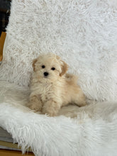 Load image into Gallery viewer, Homer Male Toy Maltipoo