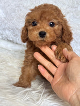 Load image into Gallery viewer, Dallas Female Mini Poodle