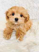 Load image into Gallery viewer, Nikola Male Toy Maltipoo