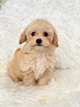 Charger l&#39;image dans la galerie, Miley Female Toy Maltipoo