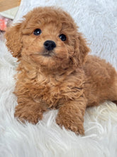 Cargar imagen en el visor de la galería, Ani Female Mini Poodle