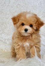 Load image into Gallery viewer, Monty Male Toy Maltipoo