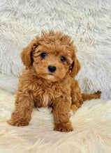 Load image into Gallery viewer, Maya Female Mini Poodle