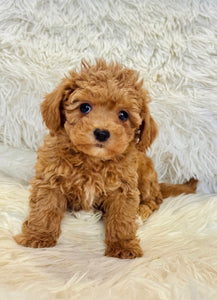 Maya Female Mini Poodle