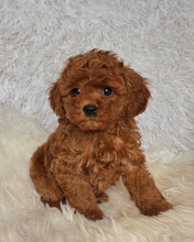 Load image into Gallery viewer, Maggie Female Mini Poodle