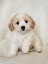 Load image into Gallery viewer, Yana Female Toy Maltipoo