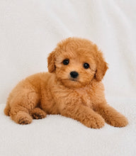Load image into Gallery viewer, Mason Male Toy/Mini Poodle