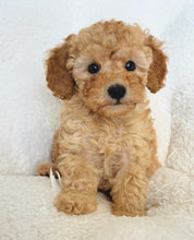 Cargar imagen en el visor de la galería, George Male Toy Poodle