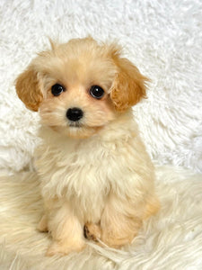 Waffles Female Toy Maltipoo