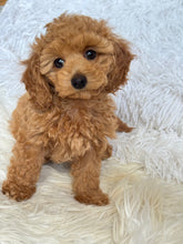 Load image into Gallery viewer, Matteo Male Toy Maltipoo
