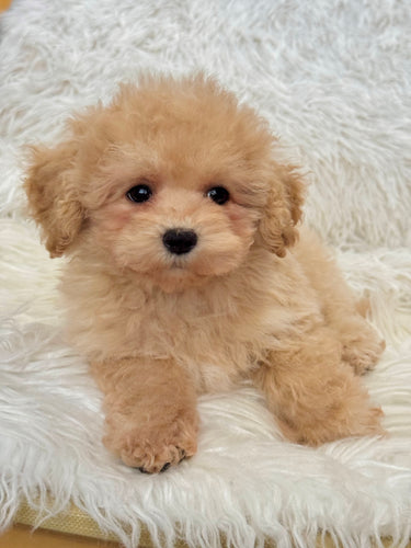 Scout Male Toy/Mini Maltipoo