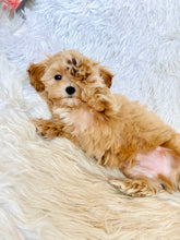 Charger l&#39;image dans la galerie, Tommy Male Toy Maltipoo