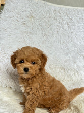Load image into Gallery viewer, Chewie Male Toy Maltipoo