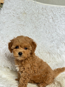 Chewie Male Toy Maltipoo