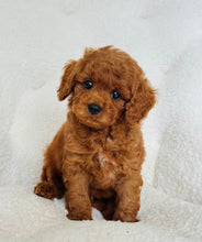 Cargar imagen en el visor de la galería, Jeffrey Male Toy/Mini Poodle