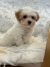 Load image into Gallery viewer, Summer Female Tiny Toy Maltipoo