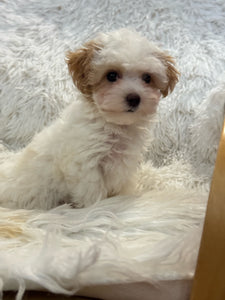 Summer Female Tiny Toy Maltipoo