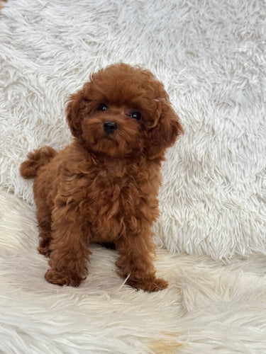 August Female Tiny Toy Poodle