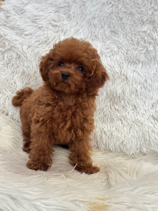 August Female Tiny Toy Poodle