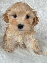 Load image into Gallery viewer, Nagano Male Toy Maltipoo