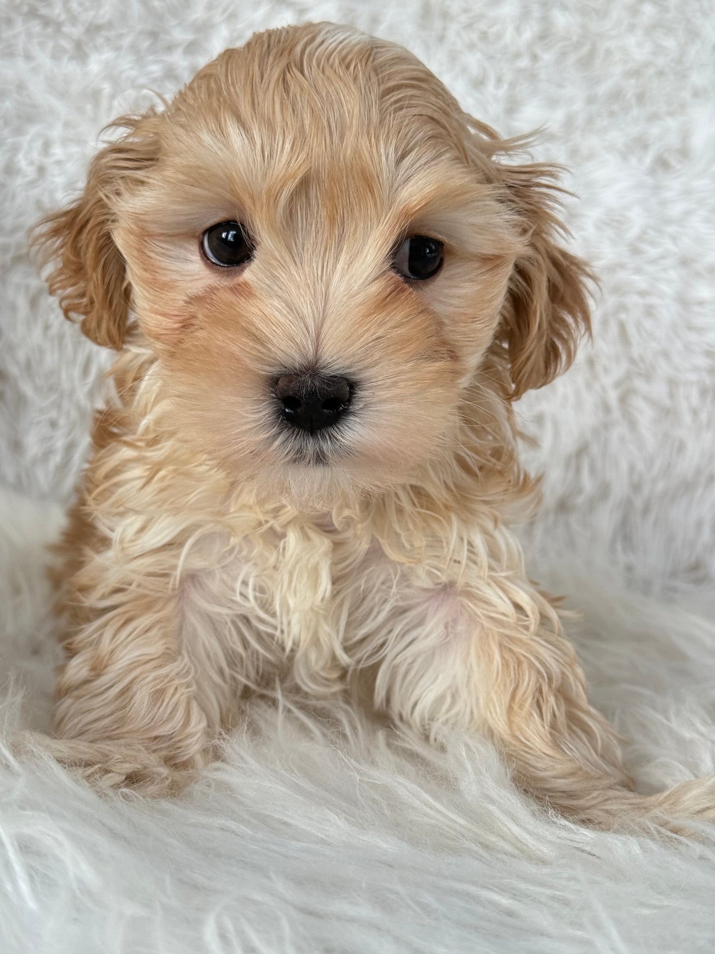 Nagano Male Toy Maltipoo