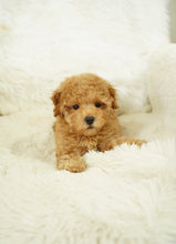 Load image into Gallery viewer, Bobby Male Tiny Toy Poodle