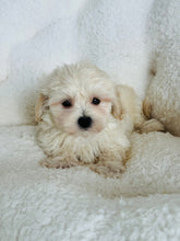 Load image into Gallery viewer, Casper Male Toy Maltipoo