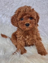 Load image into Gallery viewer, Maggie Female Mini Poodle