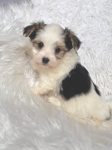 Boomer Male Toy Morkie