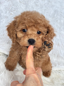 Ani Female Toy/Mini Poodle