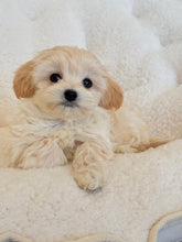 Load image into Gallery viewer, Zoe Female Toy Maltipoo