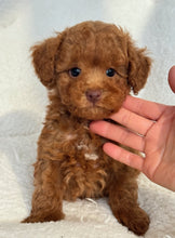 Cargar imagen en el visor de la galería, Roy Male Toy/Mini Poodle