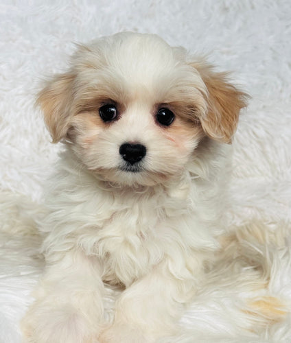 Maya Female Toy Maltipoo