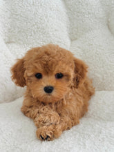 Load image into Gallery viewer, Martha Female Toy Maltipoo