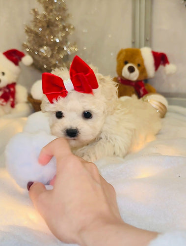 Peppermint Female Toy Maltipoo
