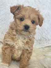 Charger l&#39;image dans la galerie, Tohoku Male Tiny Toy Maltipoo