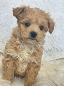 Tohoku Male Tiny Toy Maltipoo