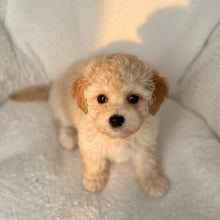 Load image into Gallery viewer, Charles Male Toy Maltipoo