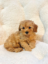 Charger l'image dans la galerie, Joy Female Toy/Mini Poodle