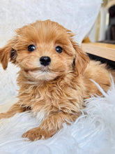 Load image into Gallery viewer, Evelyn Female Toy Maltipoo