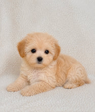 Cargar imagen en el visor de la galería, Mimi Female Toy Maltipoo