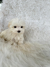 Load image into Gallery viewer, Keiko Female Toy Maltese