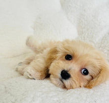 Load image into Gallery viewer, Daphne Female Toy Maltipoo