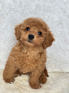 Ani Female Toy/Mini Poodle